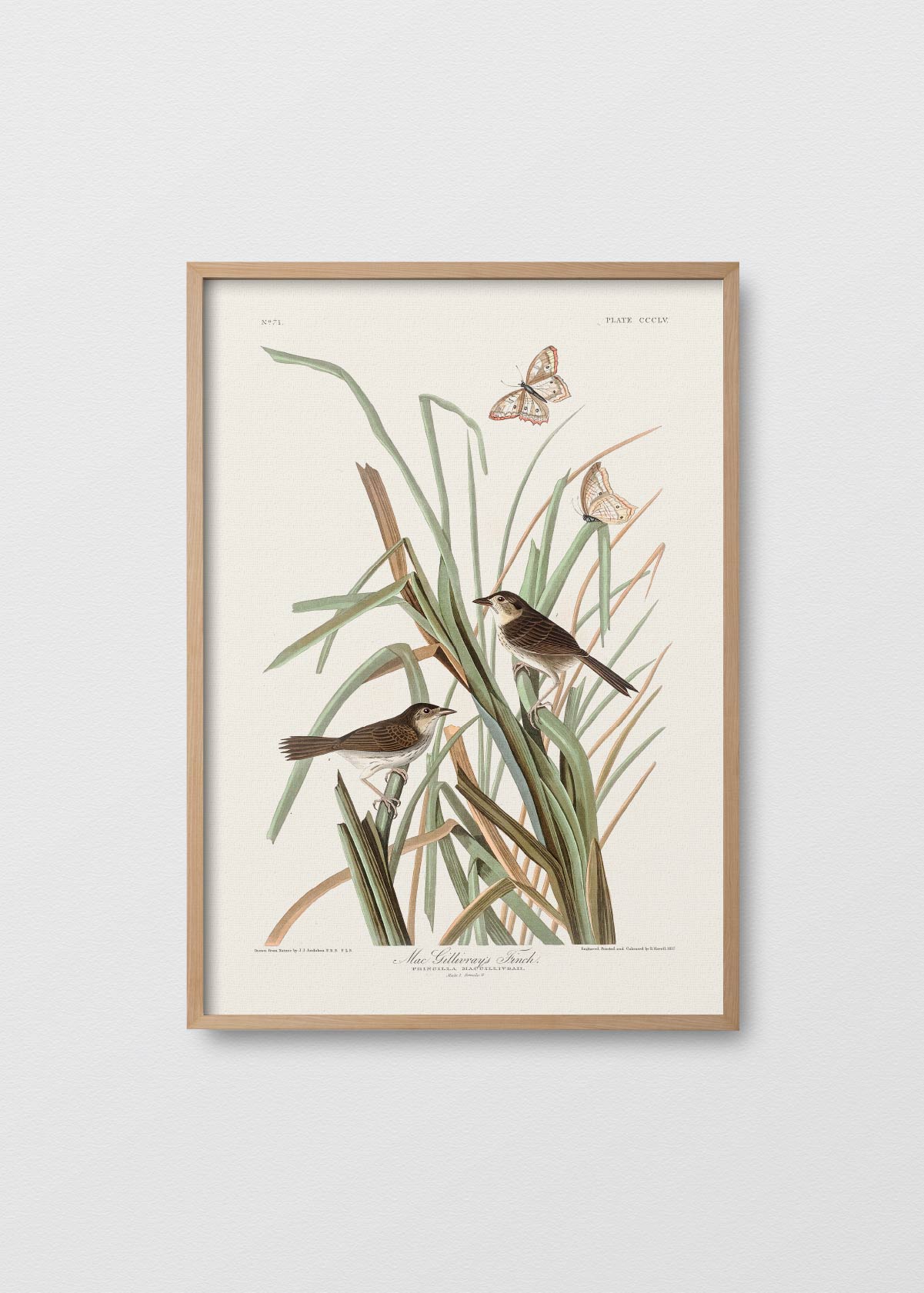 Oiseaux à la Menthe - Testimoniaprints