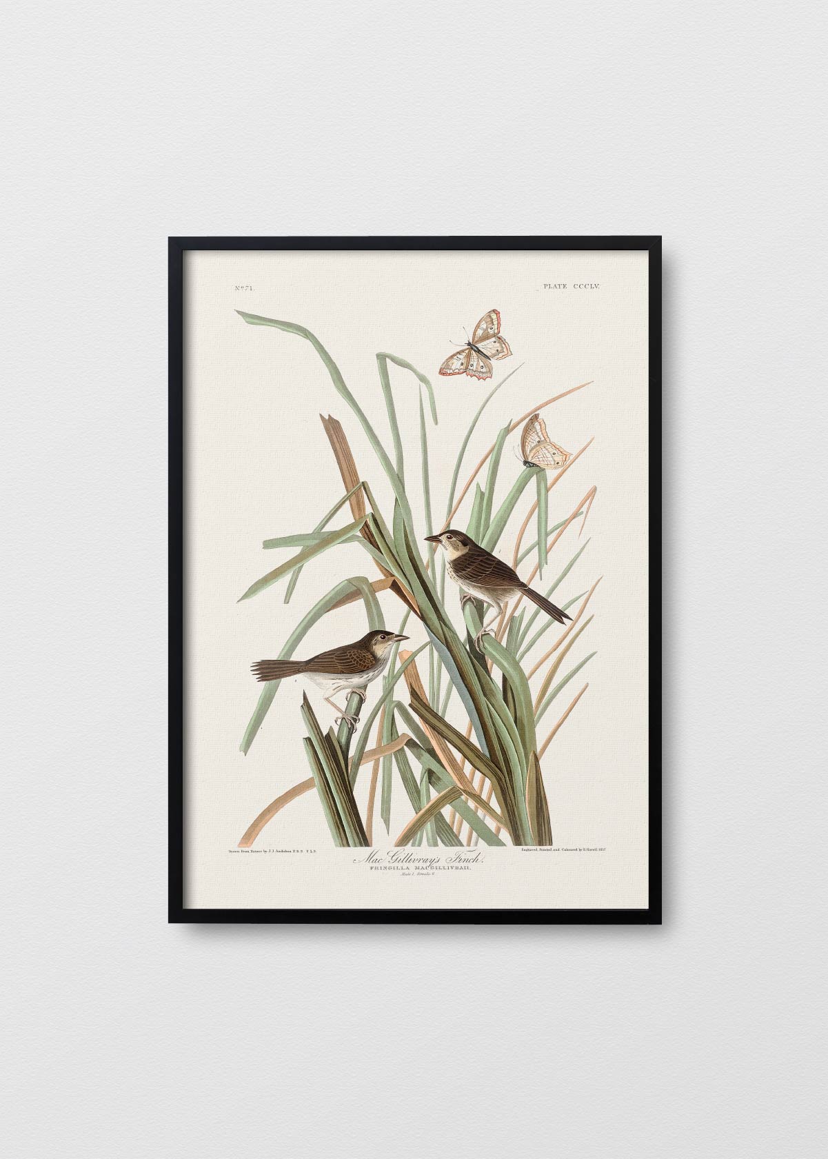 Oiseaux à la Menthe - Testimoniaprints