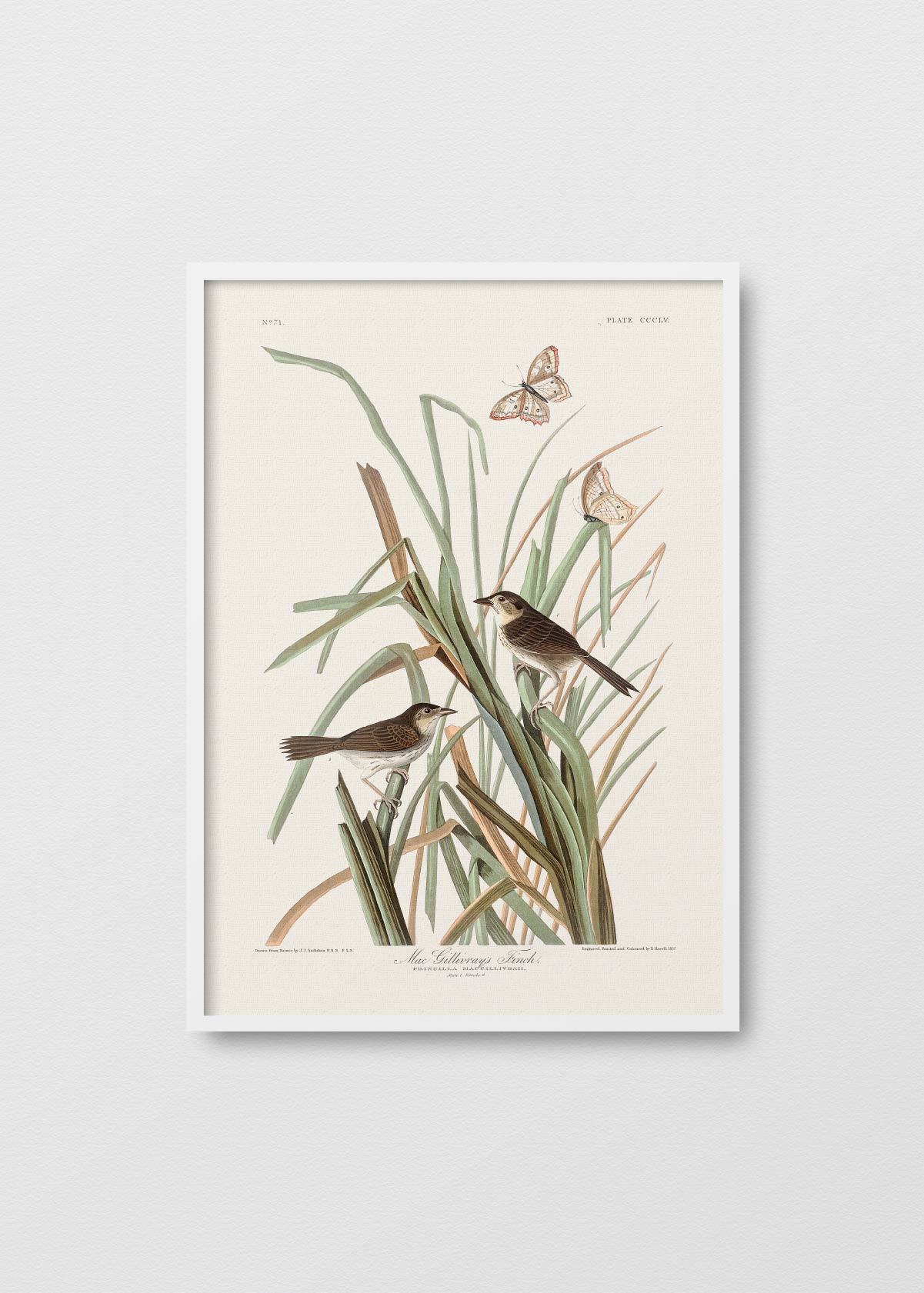 Oiseaux à la Menthe - Testimoniaprints