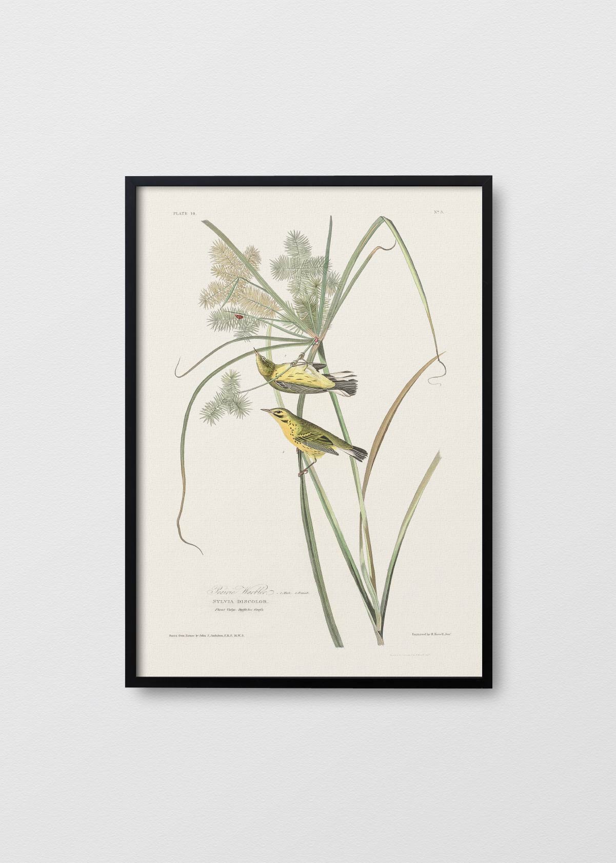 Oiseaux à la Menthe II - Testimoniaprints