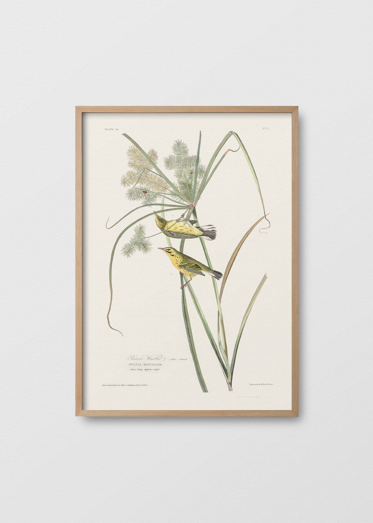 Oiseaux à la Menthe II - Testimoniaprints