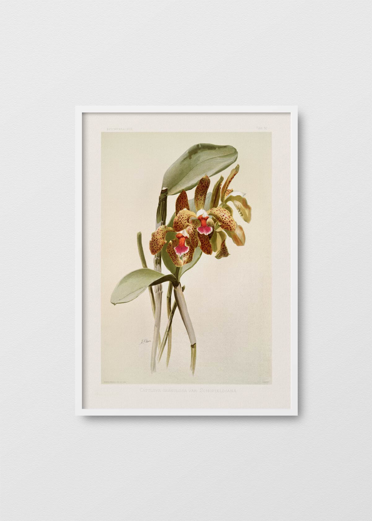Orchidea Cattleya - Testimoniaprints