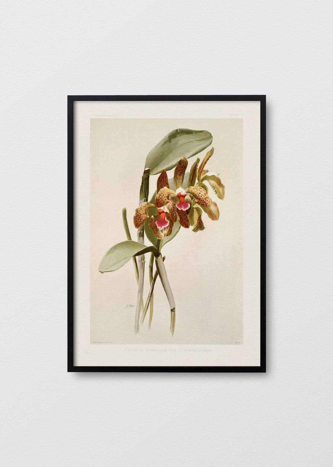 Orchidea Cattleya - Testimoniaprints