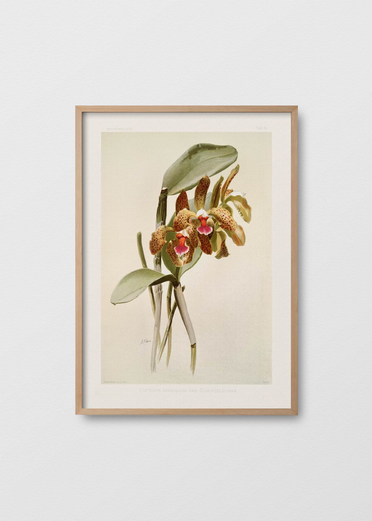 Orchidea Cattleya - Testimoniaprints
