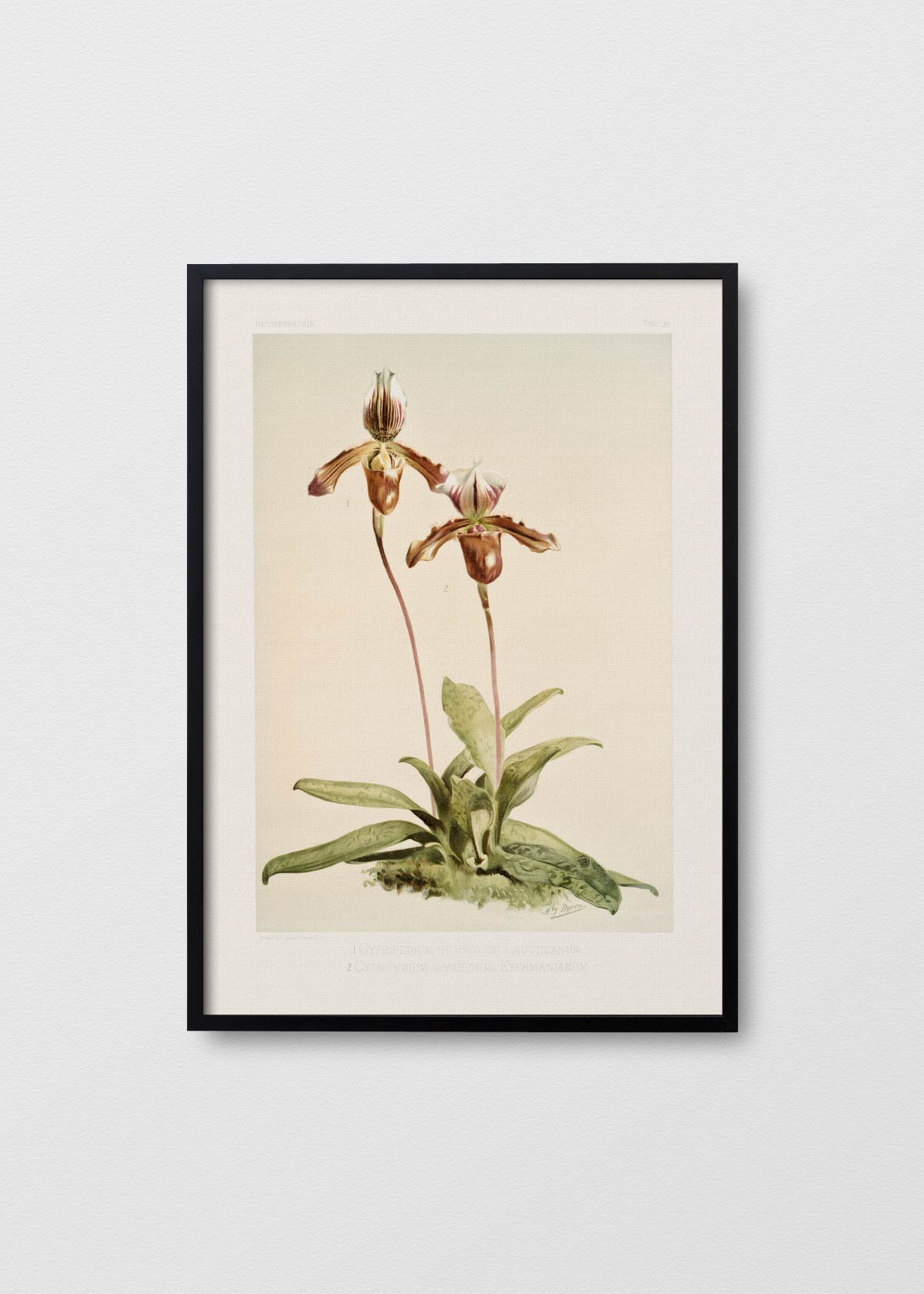 Orchidea Cypripedium - Testimoniaprints