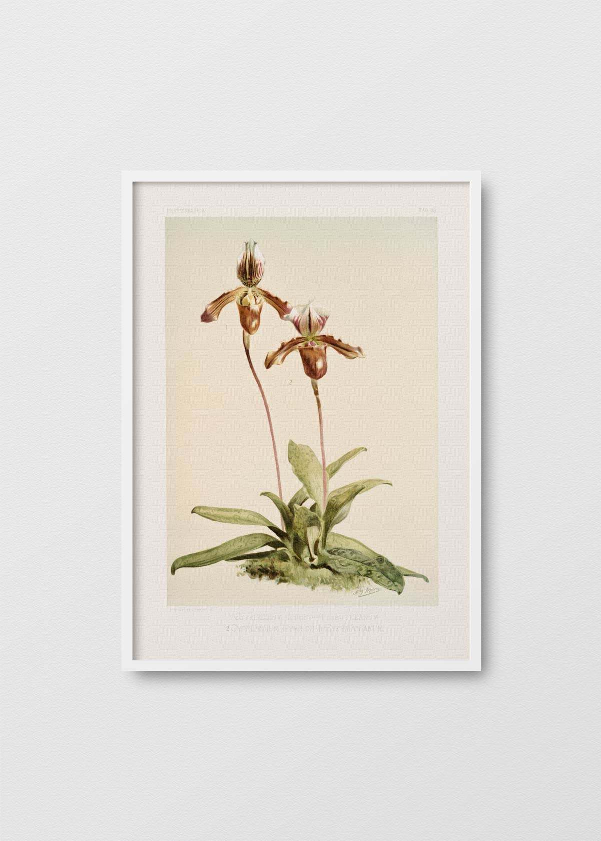 Orchidea Cypripedium - Testimoniaprints