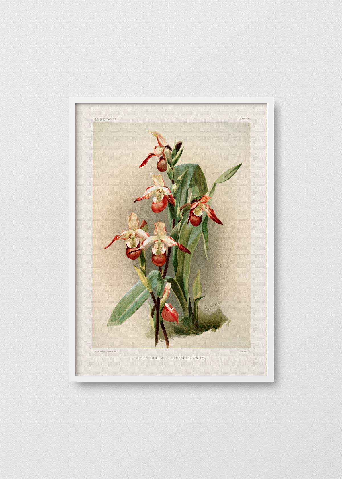 Orchidea Cypripedium II - Testimoniaprints