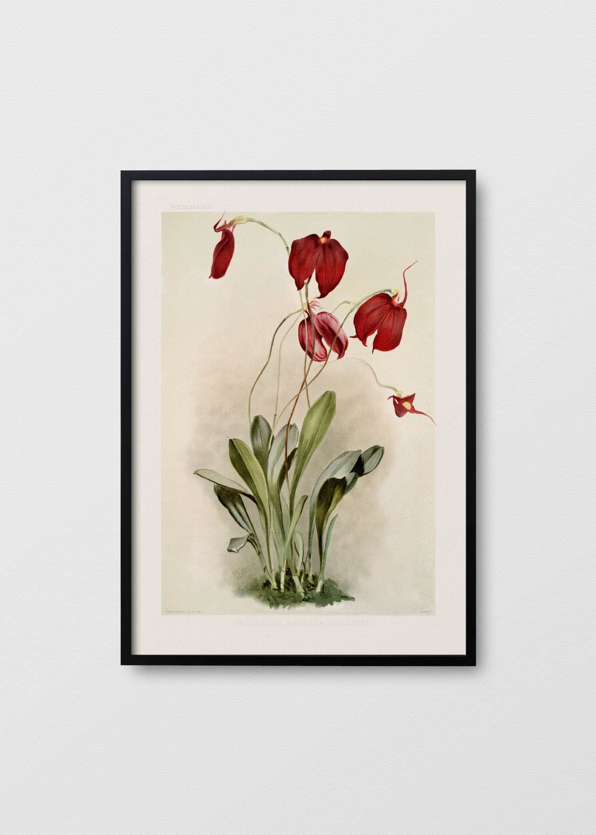 Orchidea Masdevallia - Testimoniaprints