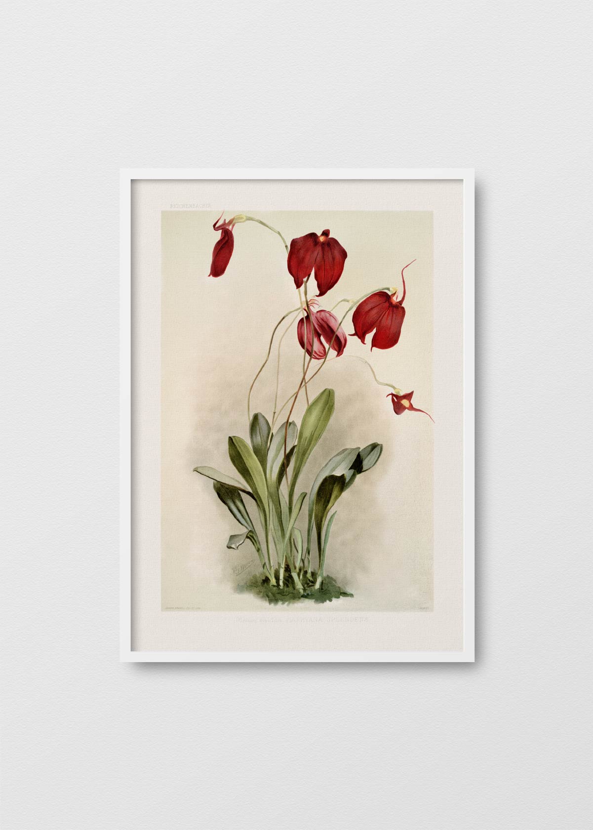 Orchidea Masdevallia - Testimoniaprints