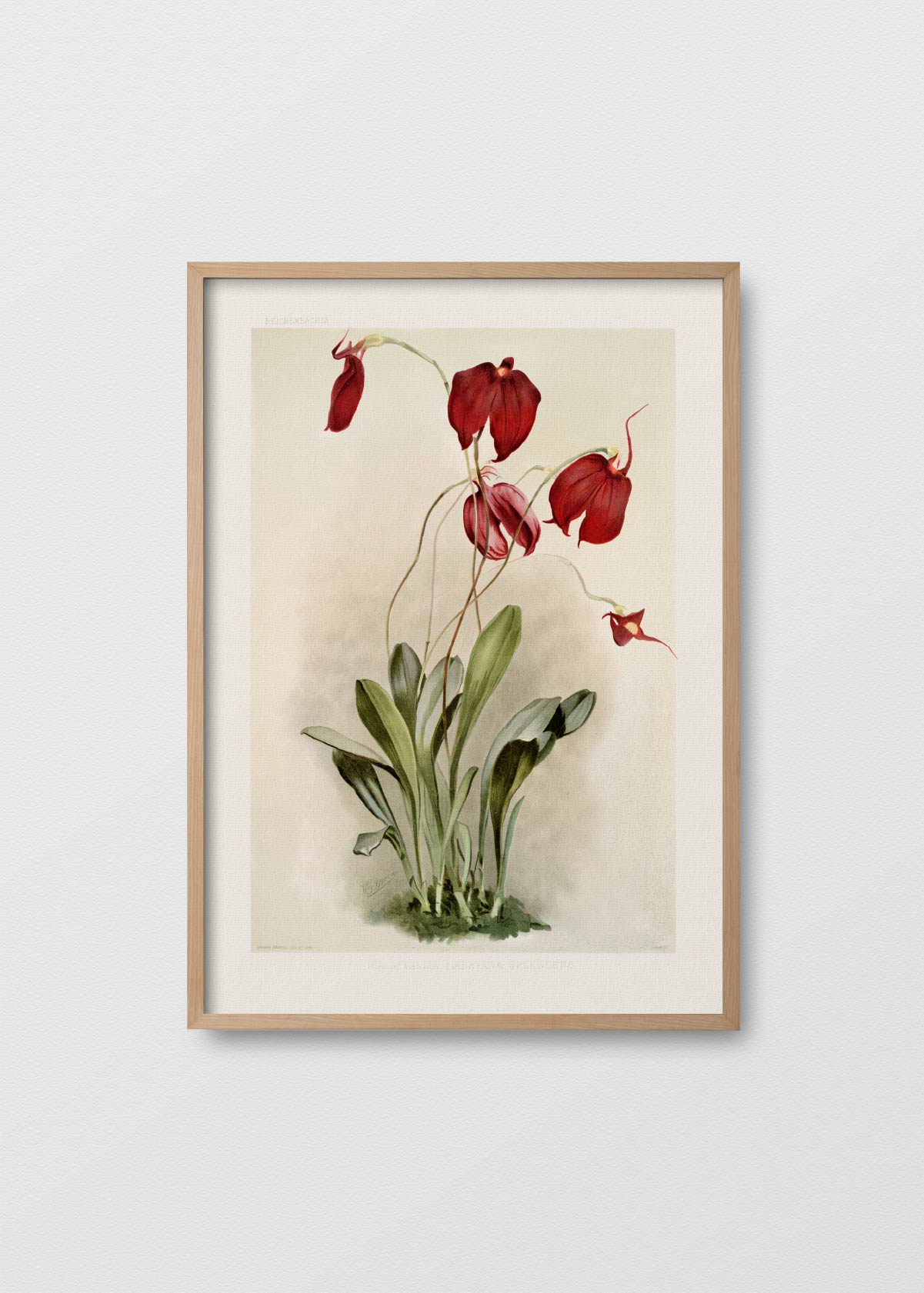 Orchidea Masdevallia - Testimoniaprints