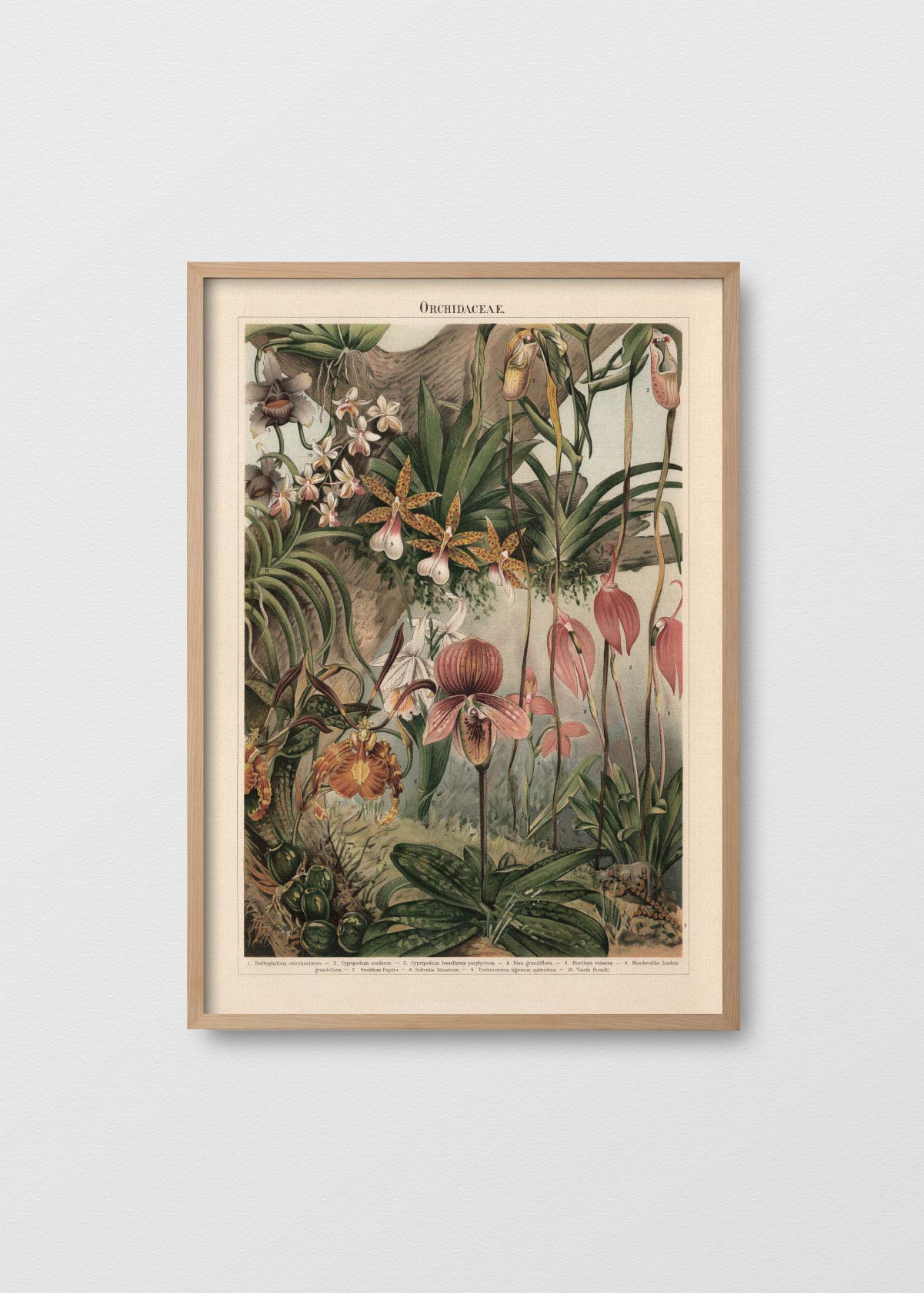 Orquidaceae - Testimoniaprints