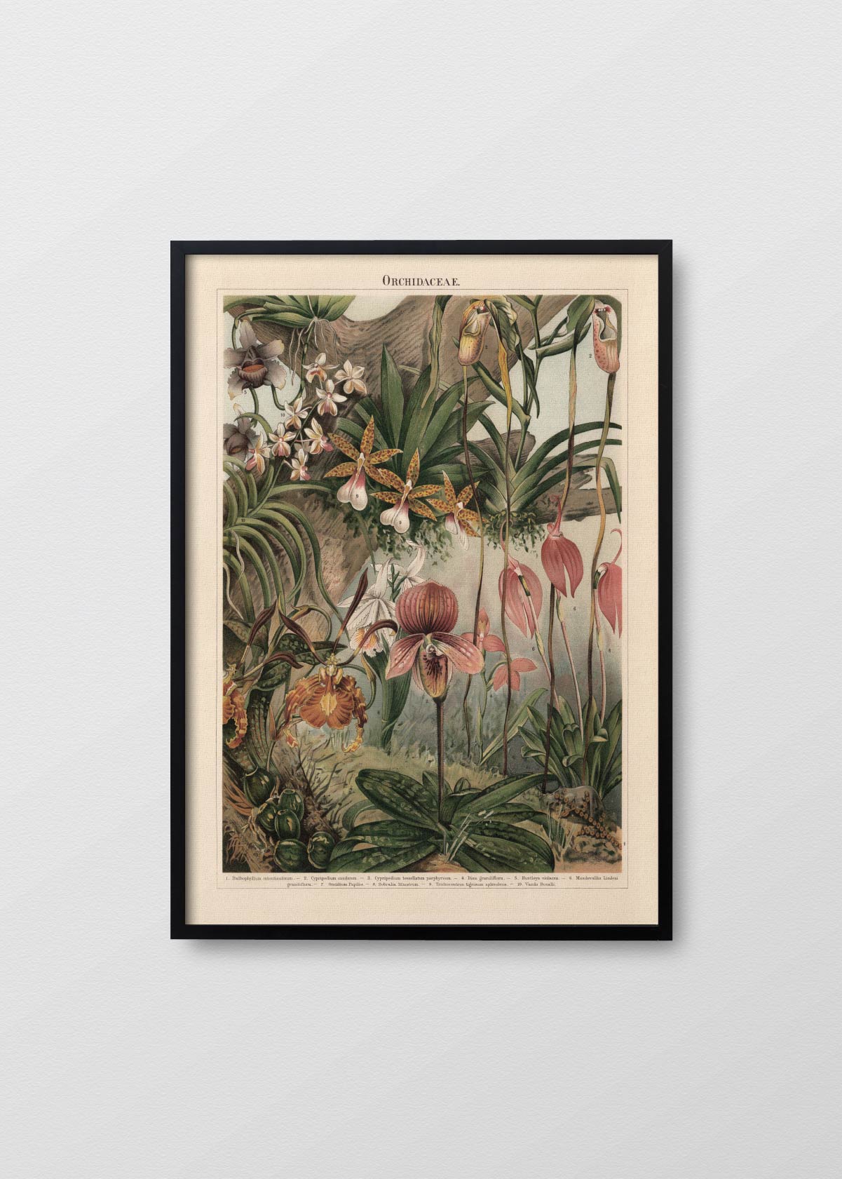 Orquidaceae - Testimoniaprints
