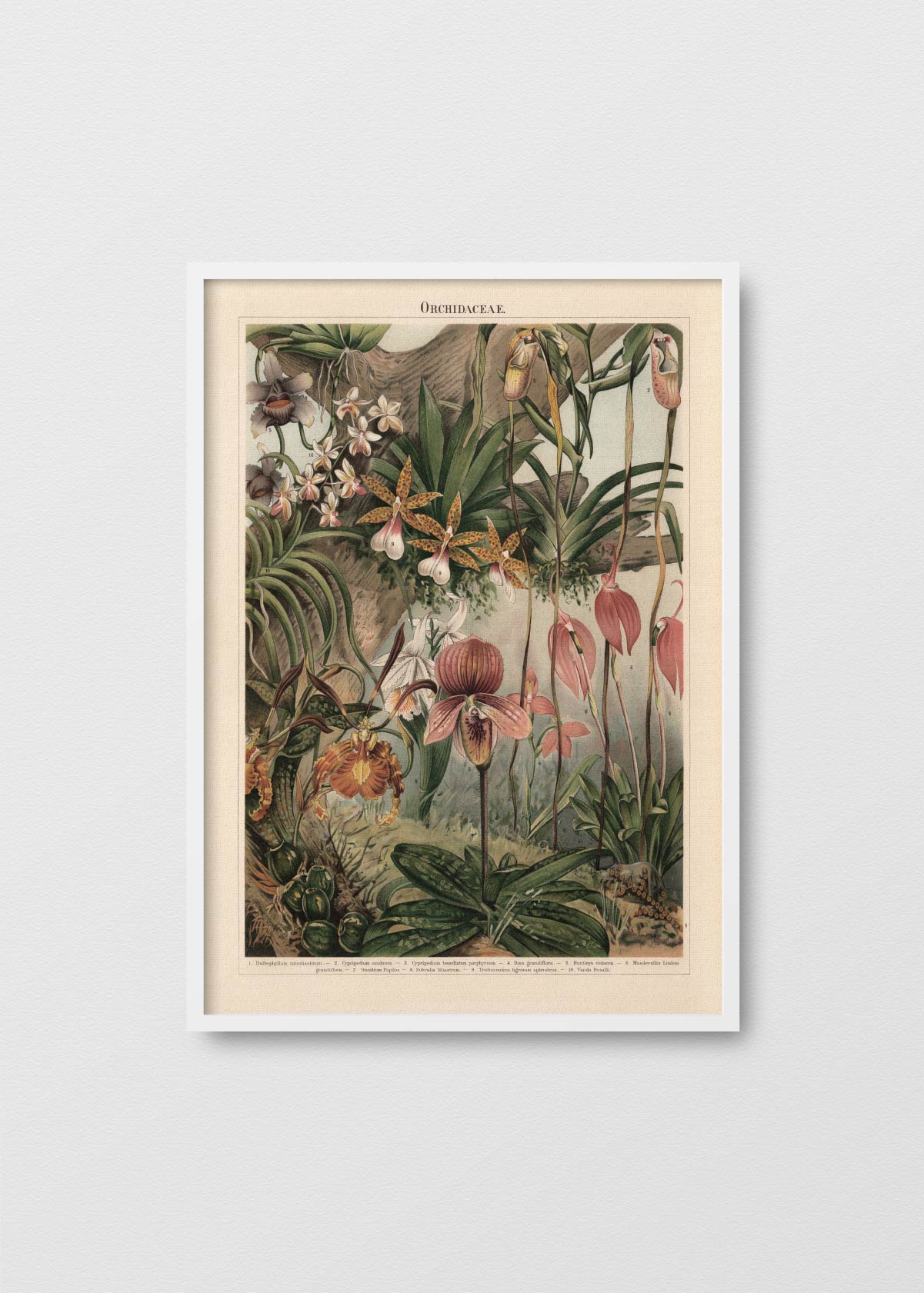 Orquidaceae - Testimoniaprints
