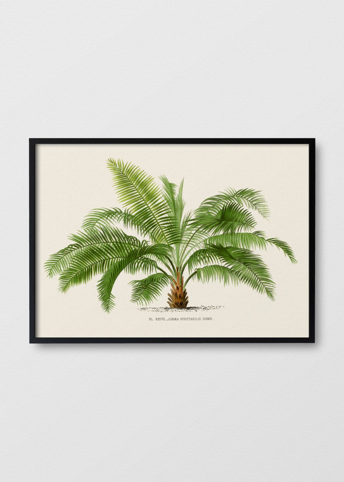 Palm Tree N2 - Testimoniaprints