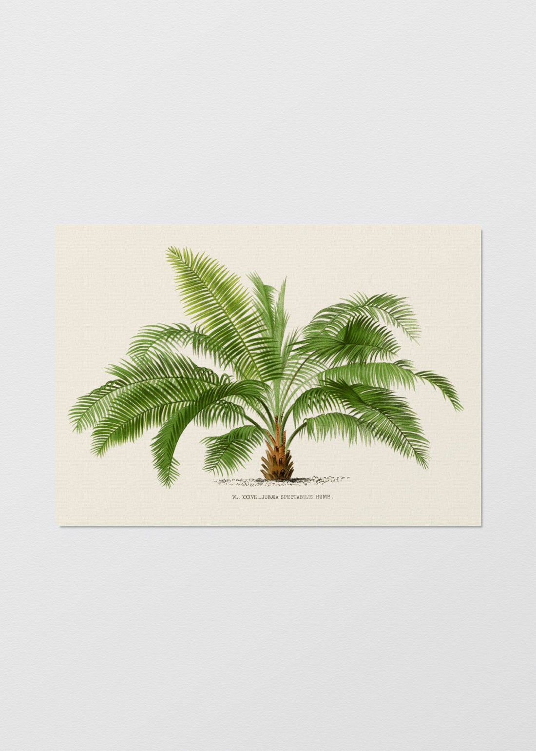 Palm Tree N2 - Testimoniaprints