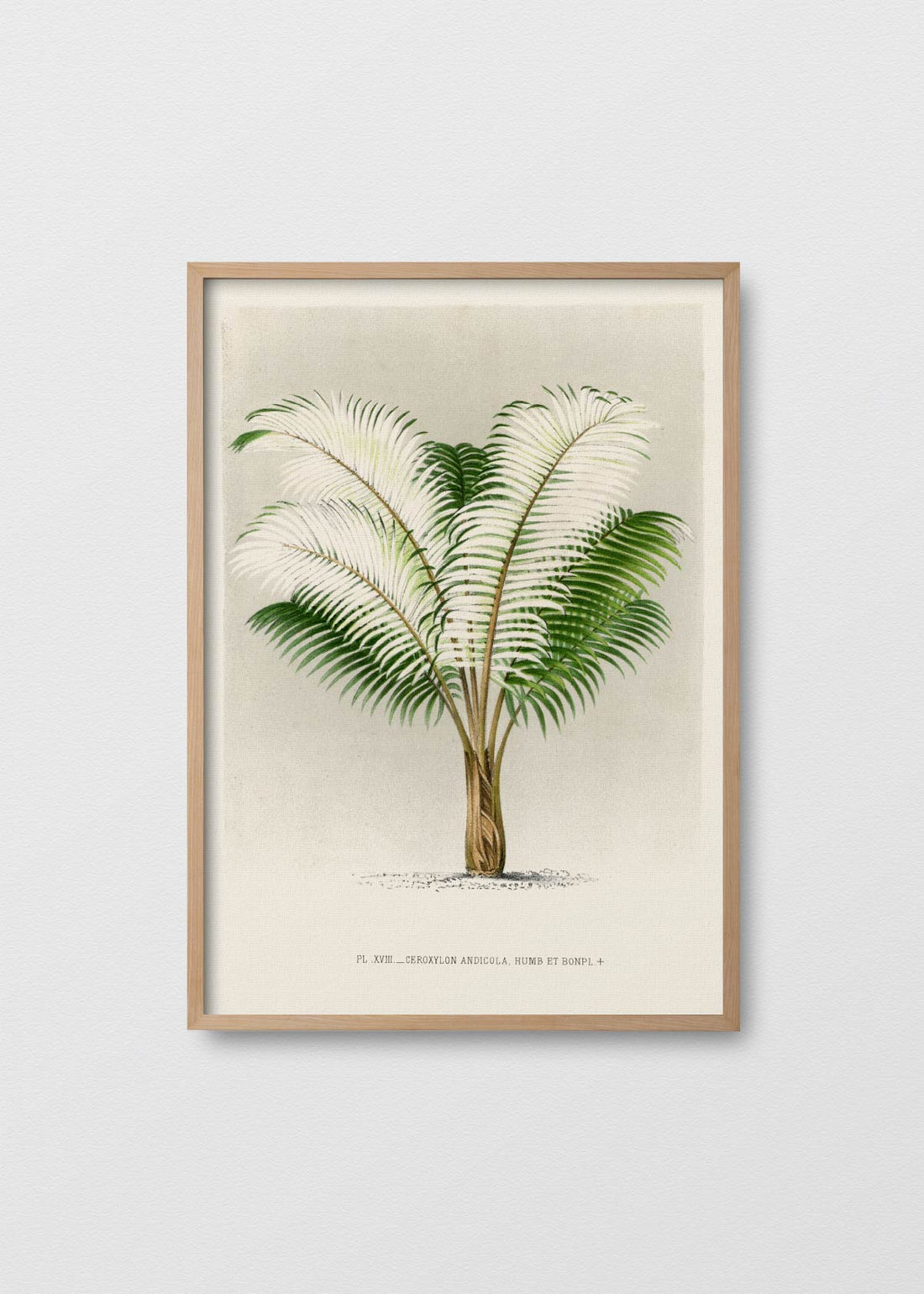 Palm Tree N3 - Testimoniaprints