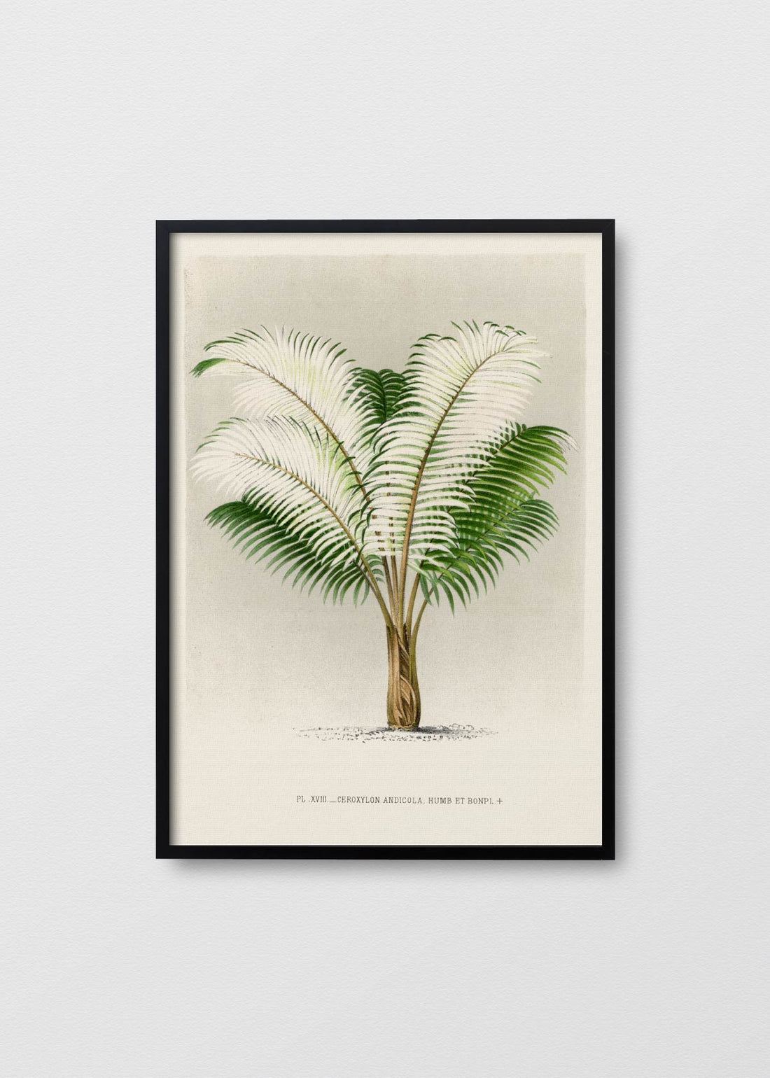 Palm Tree N3 - Testimoniaprints