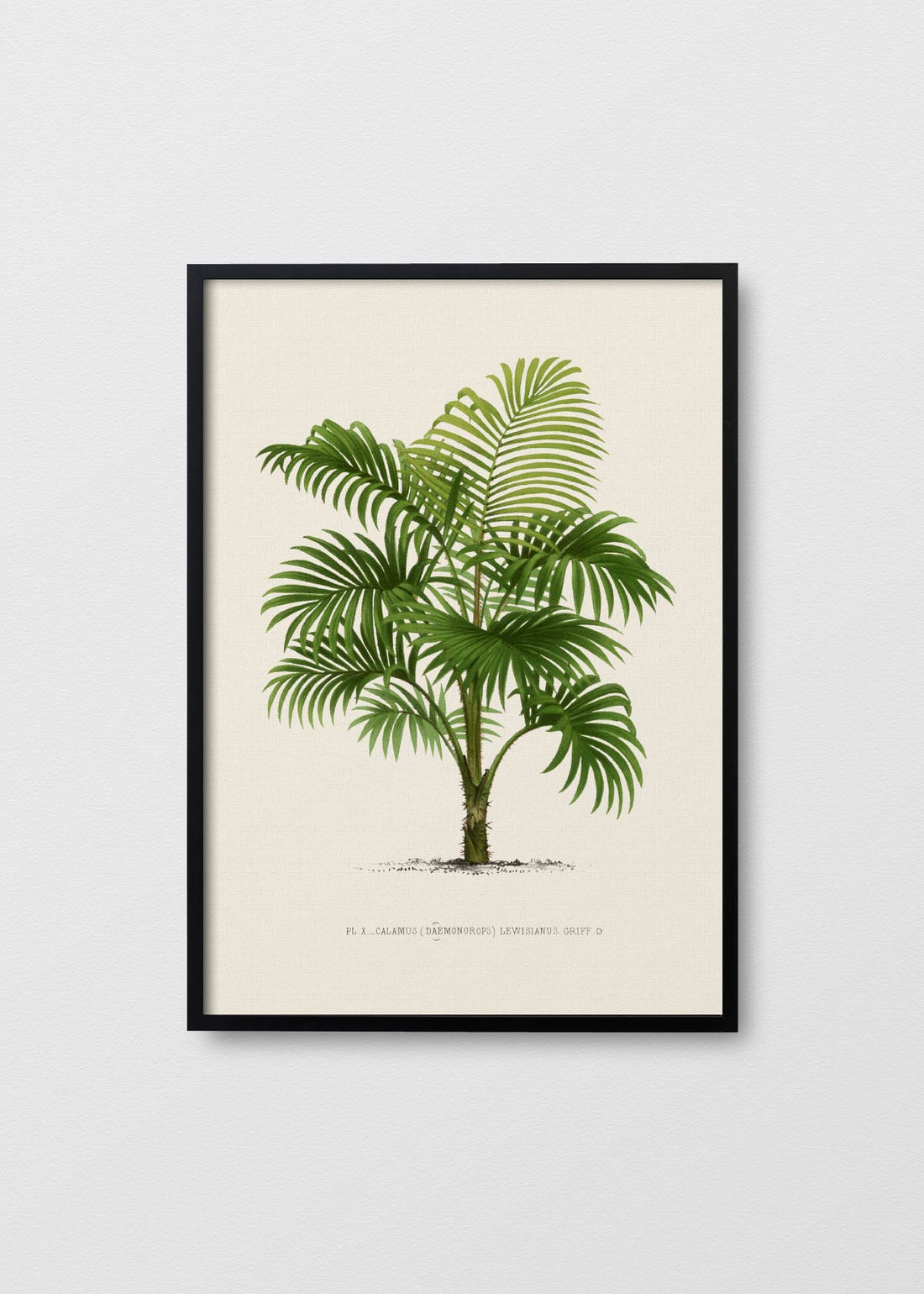 Palm Tree N4 - Testimoniaprints