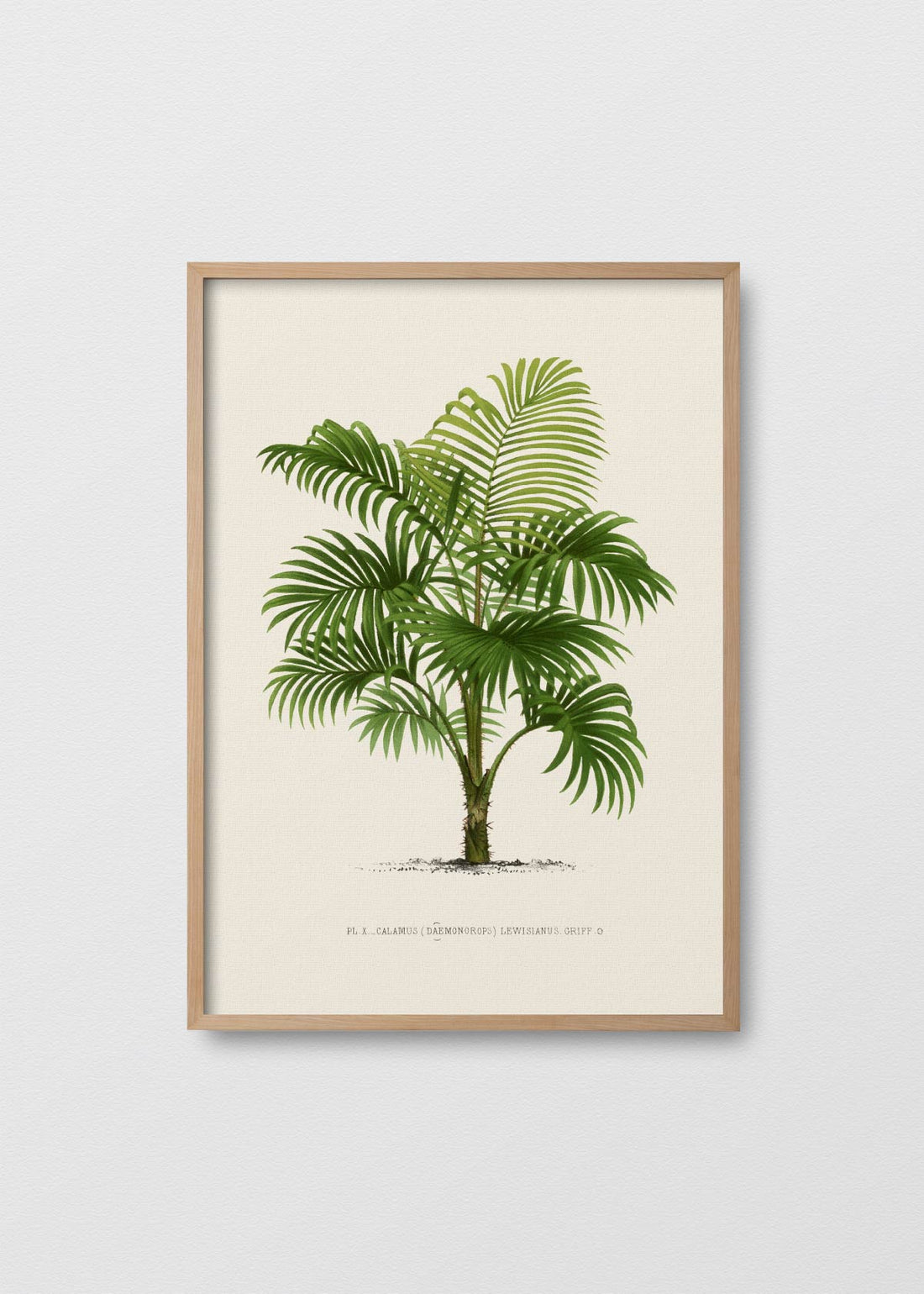 Palm Tree N4 - Testimoniaprints