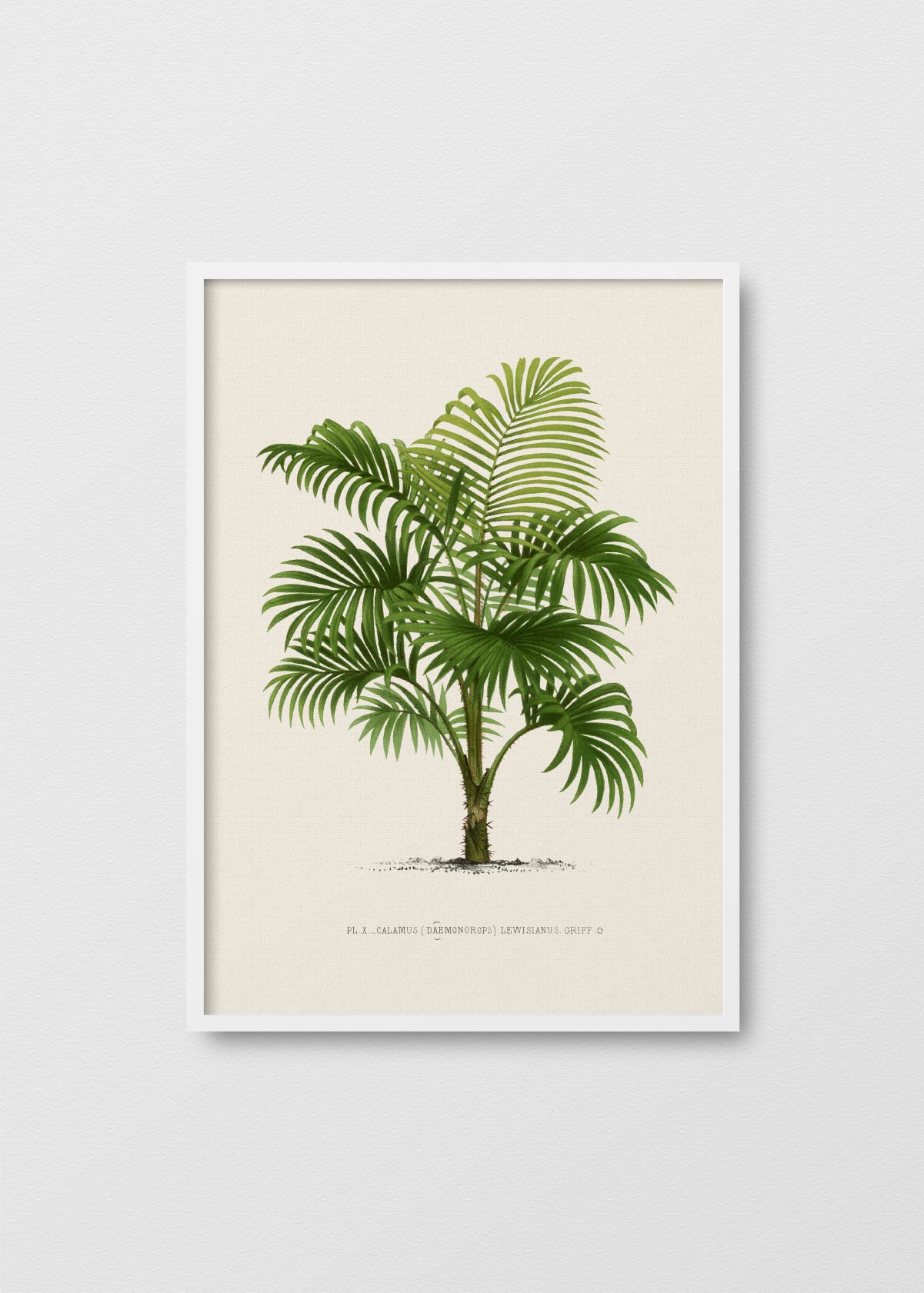 Palm Tree N4 - Testimoniaprints