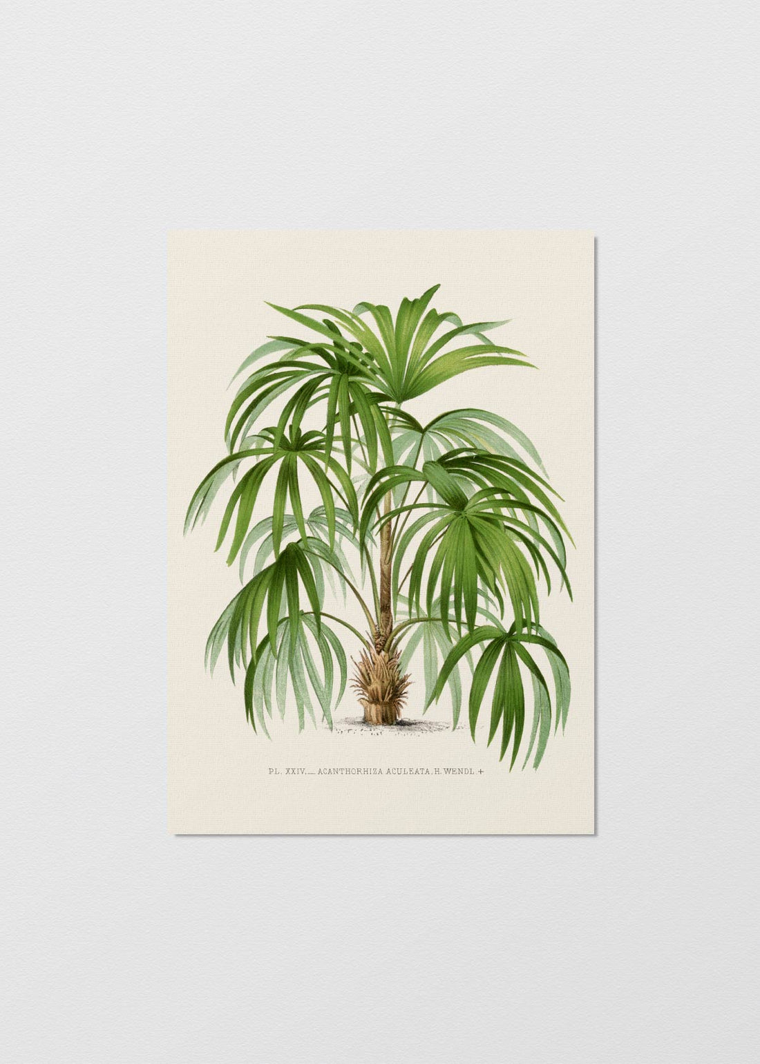 Palm Tree N5 - Testimoniaprints