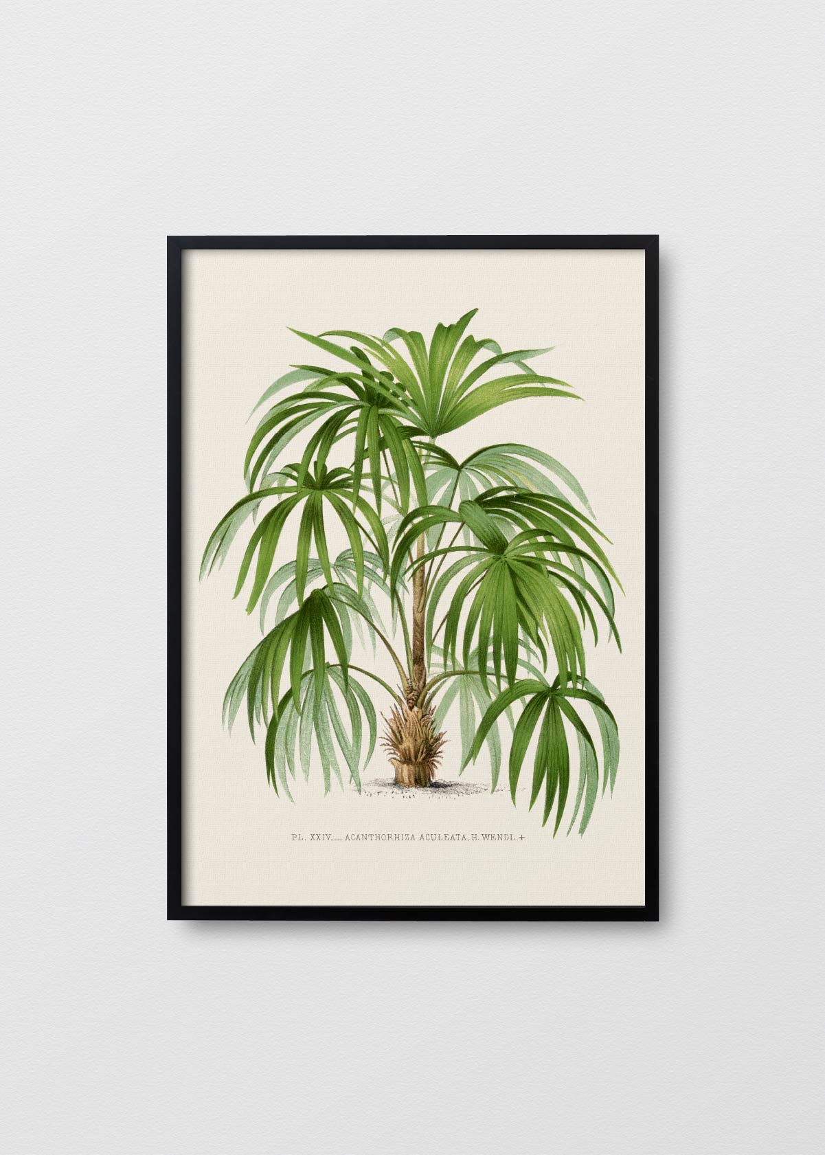 Palm Tree N5 - Testimoniaprints