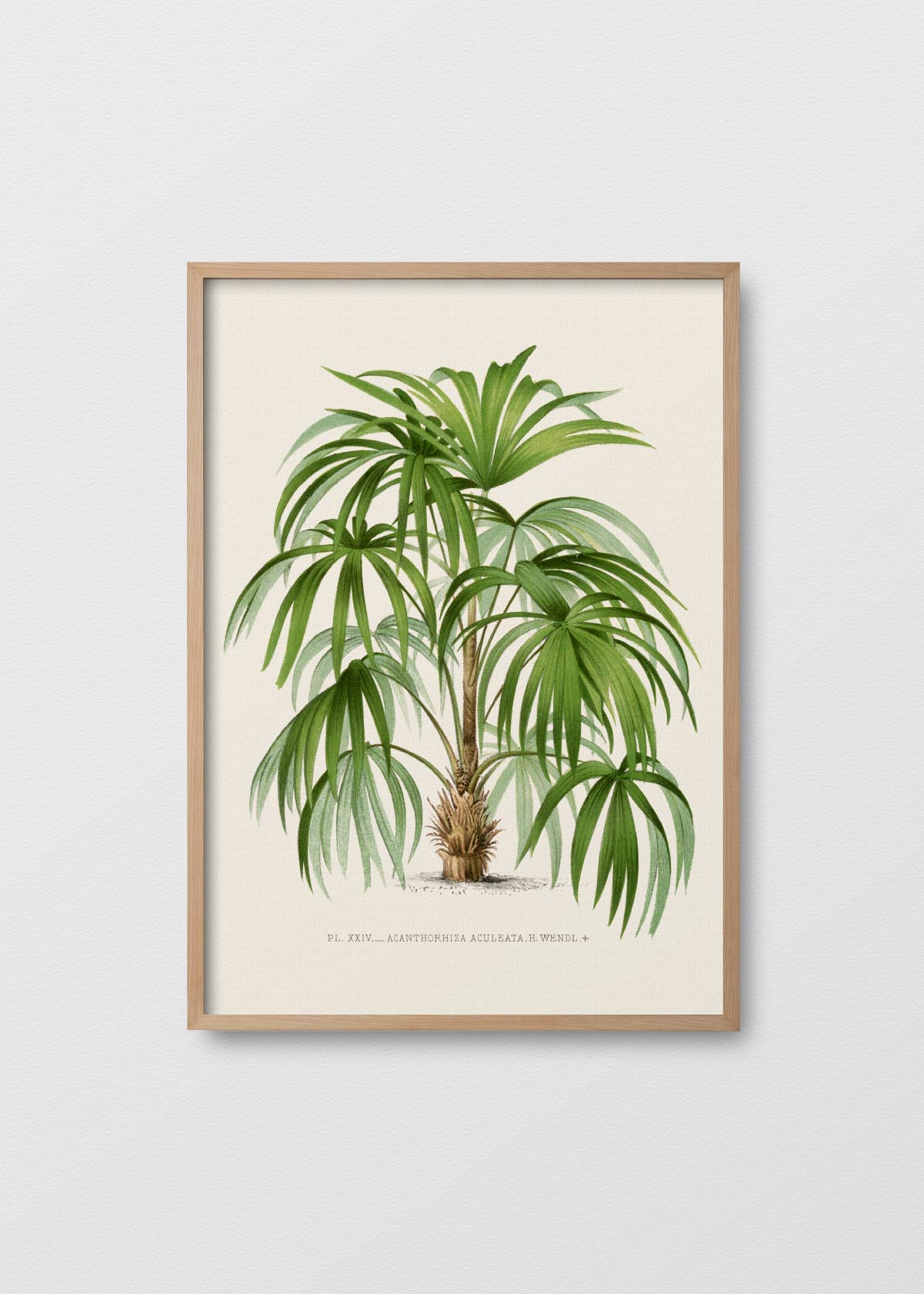 Palm Tree N5 - Testimoniaprints