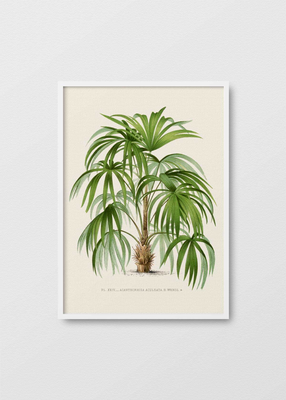 Palm Tree N5 - Testimoniaprints
