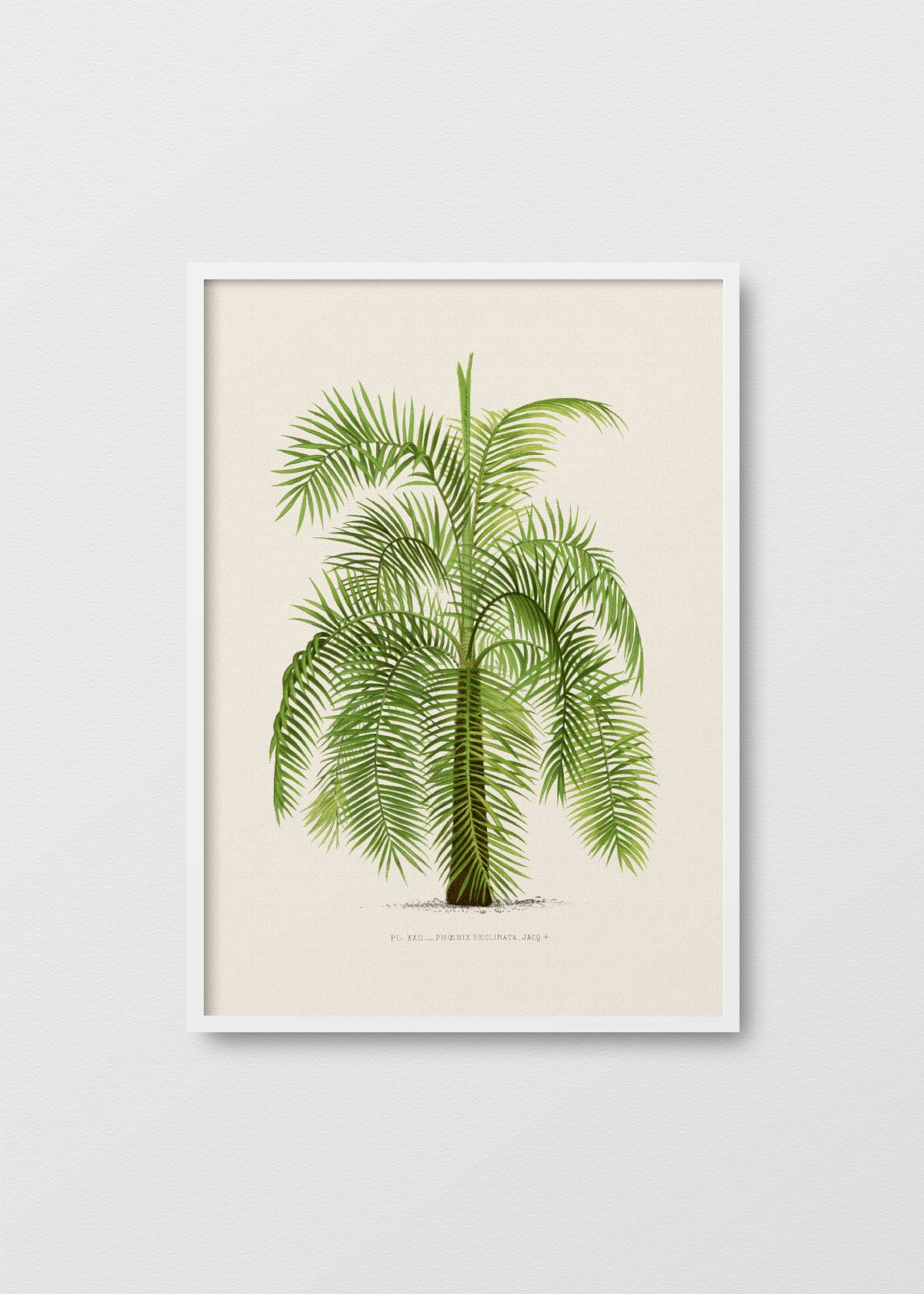 Palm Tree N6 - Testimoniaprints
