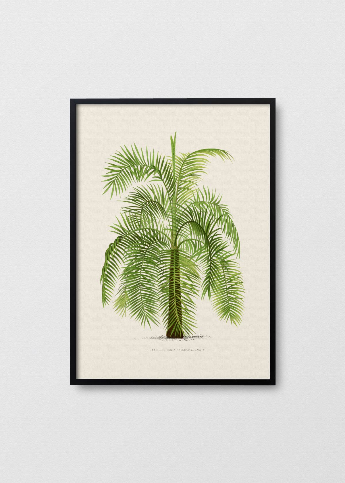 Palm Tree N6 - Testimoniaprints