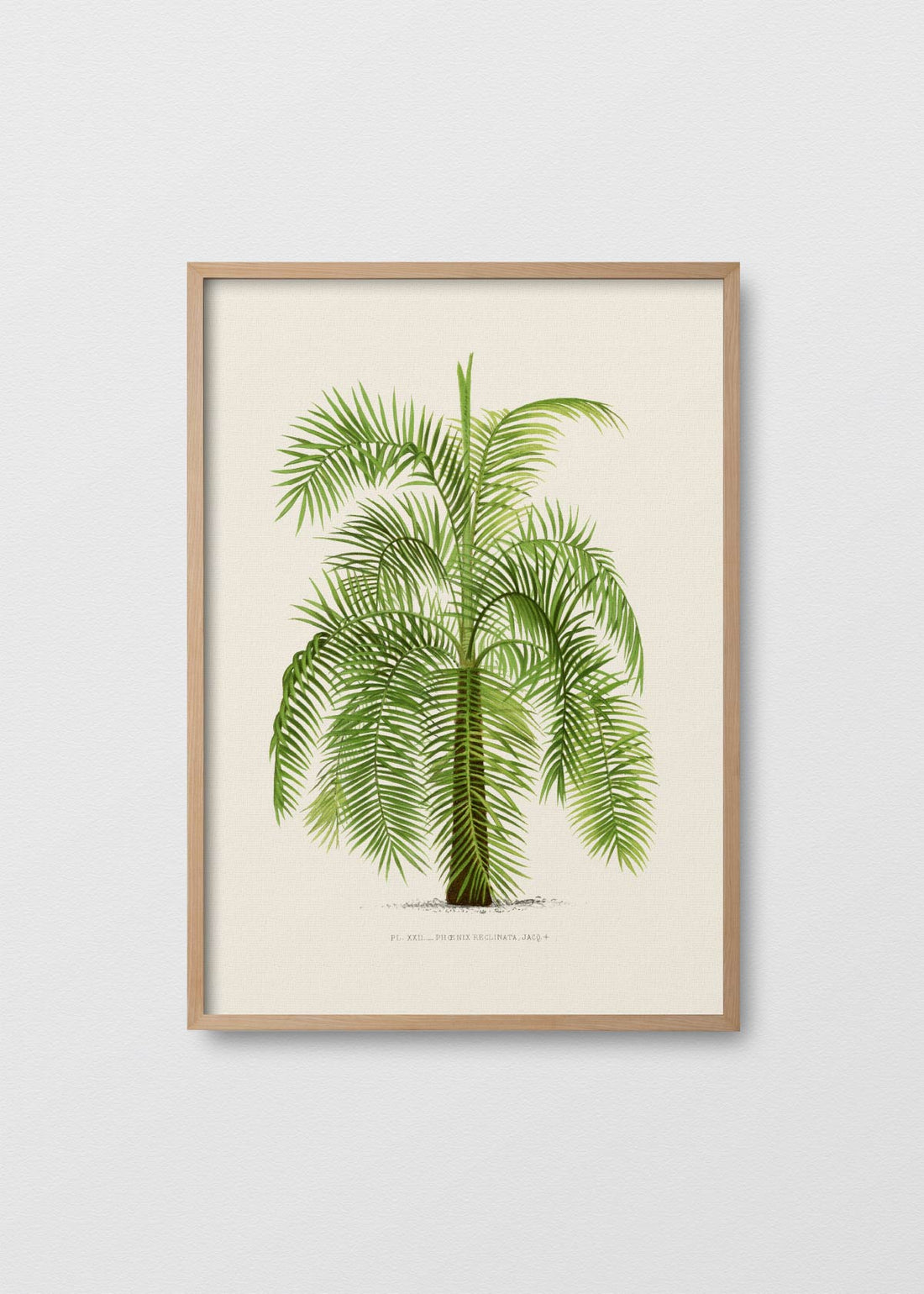 Palm Tree N6 - Testimoniaprints
