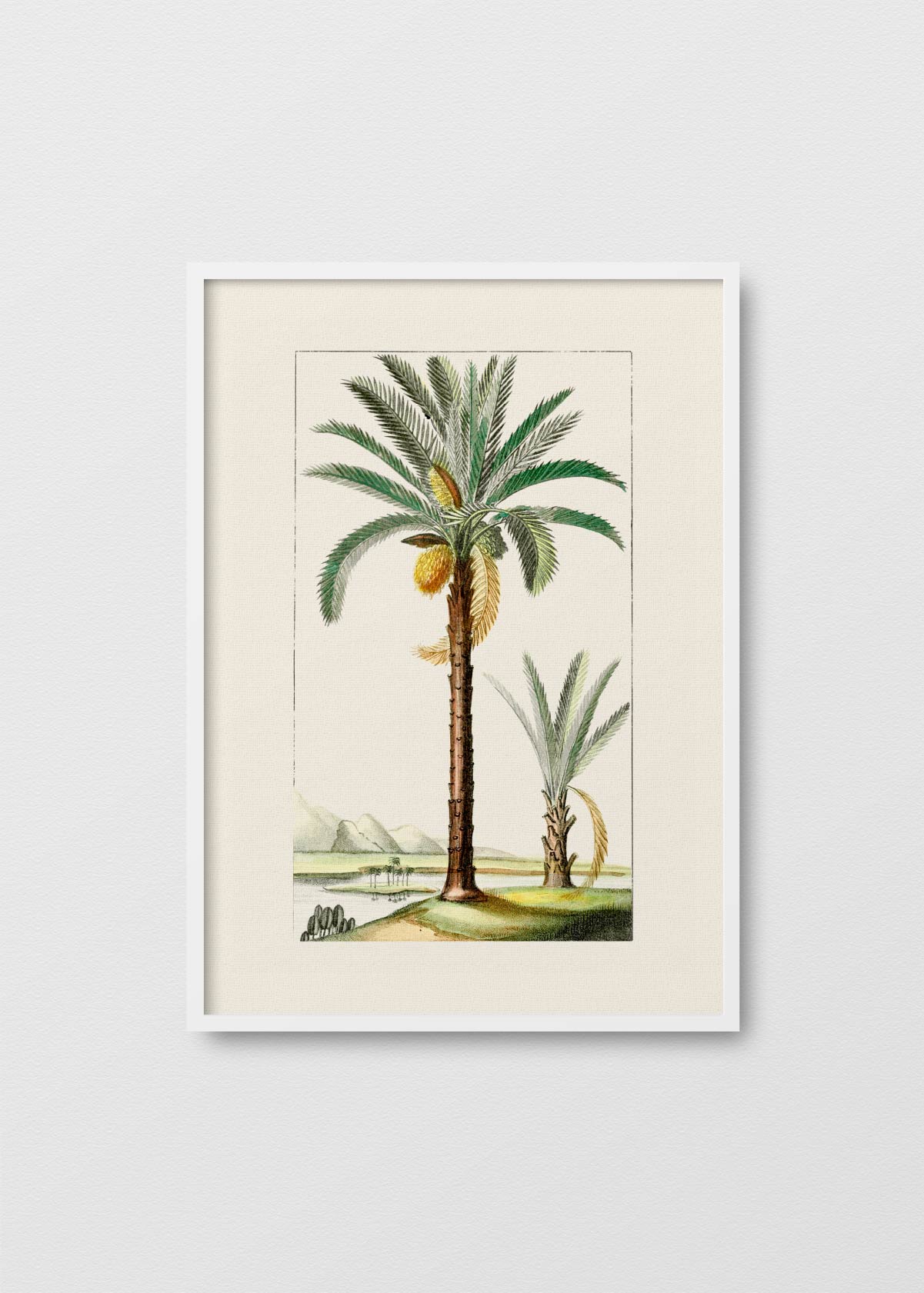 Palmera N2 - Testimoniaprints