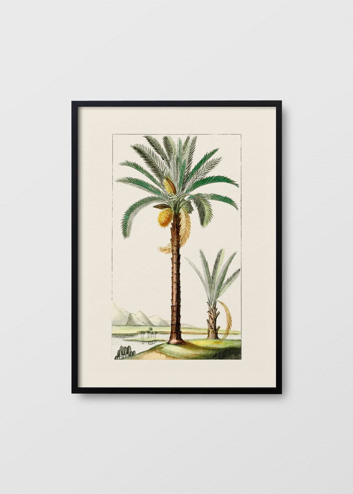 Palmera N2 - Testimoniaprints