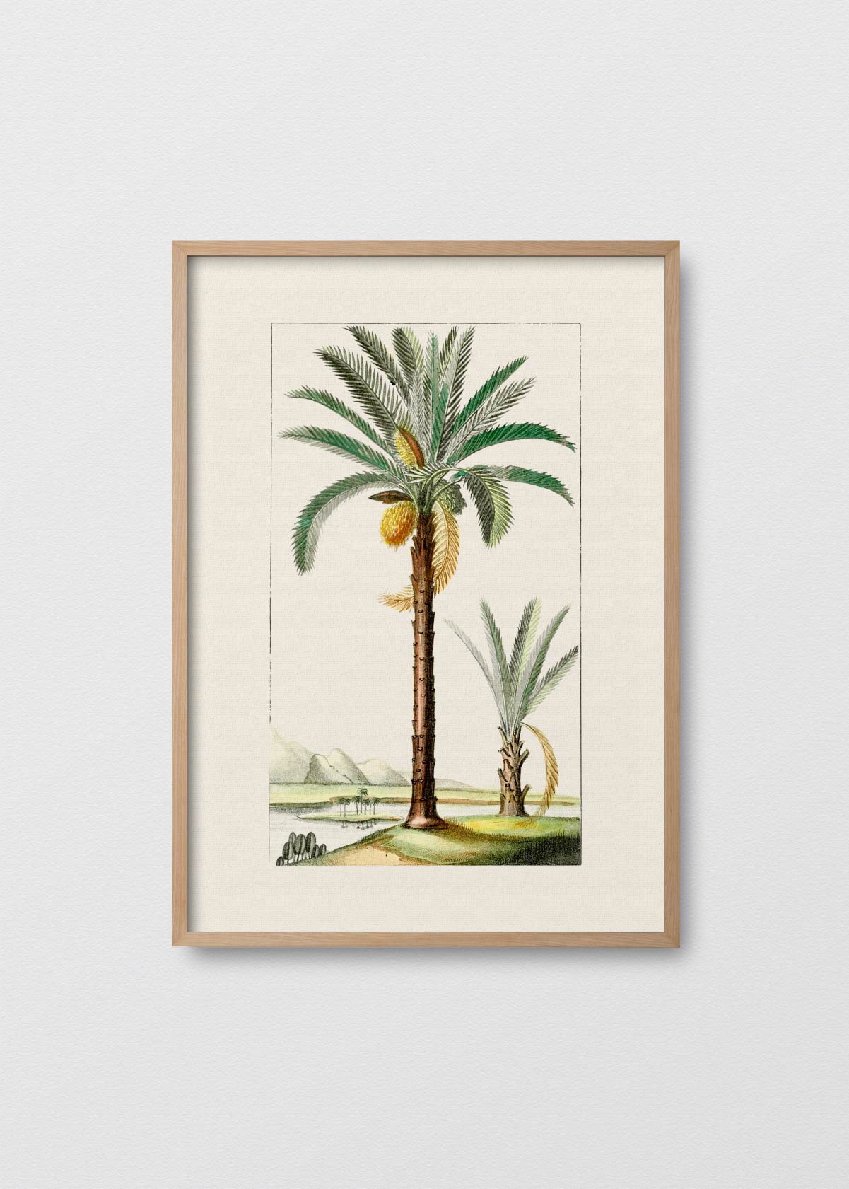 Palmera N2 - Testimoniaprints