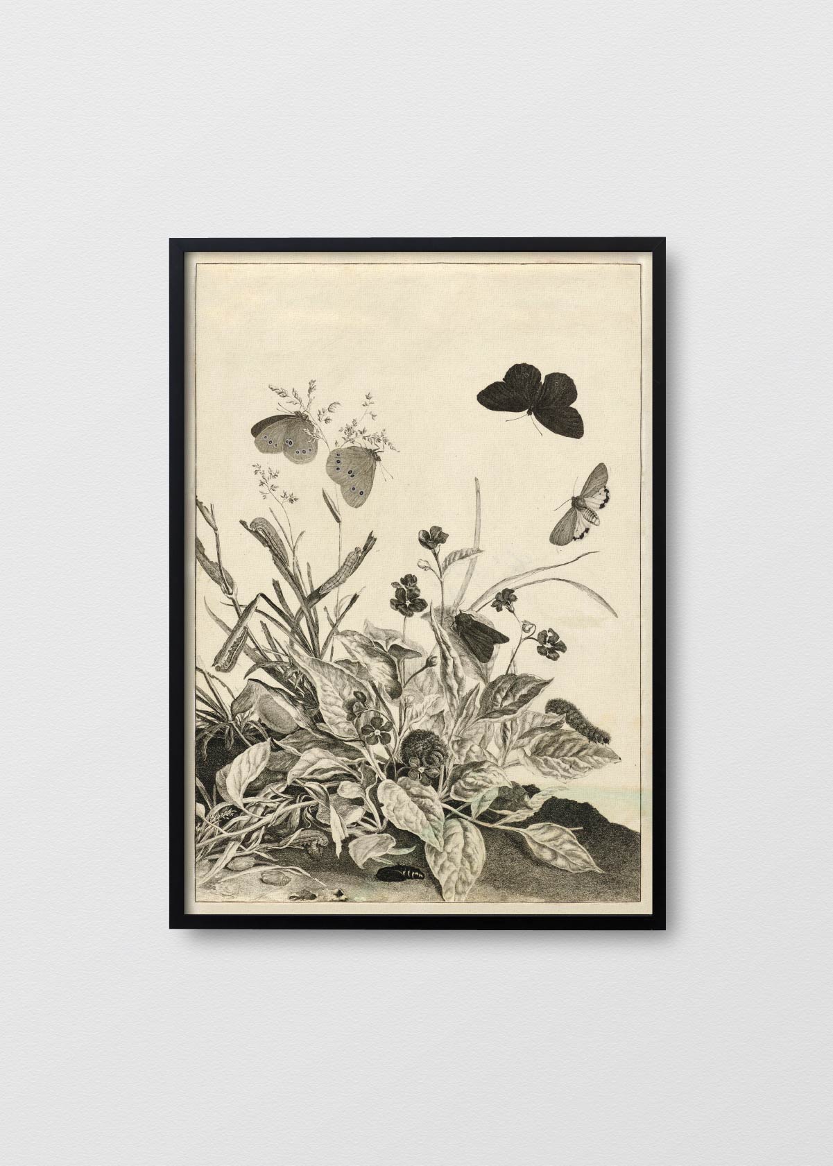 Papillons Sauvages II - Testimoniaprints