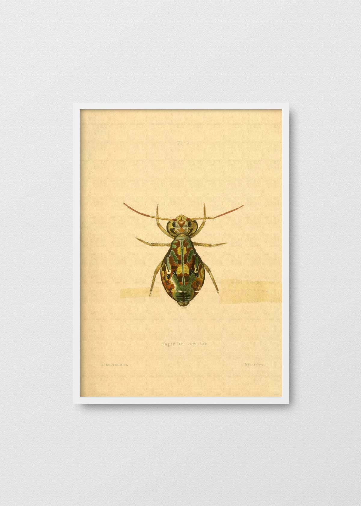 Papirius Ornatus - Testimoniaprints