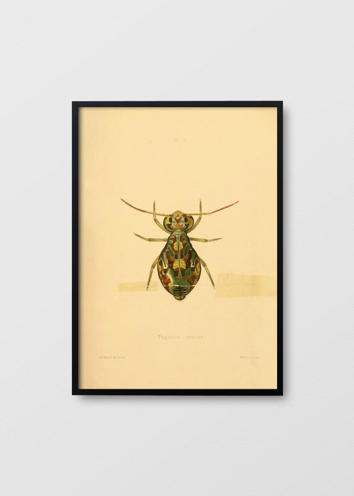 Papirius Ornatus - Testimoniaprints