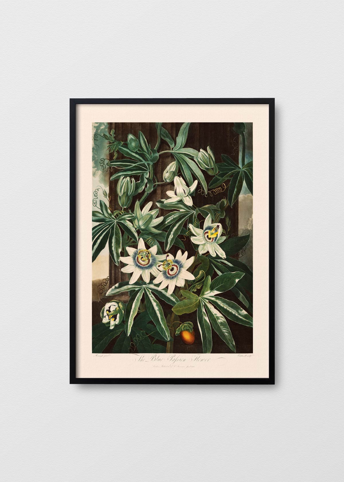 Pasiflora Azul - Testimoniaprints