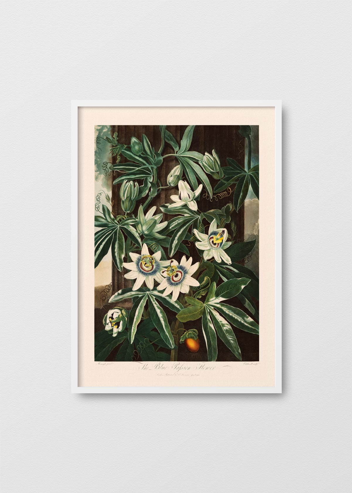 Pasiflora Azul - Testimoniaprints