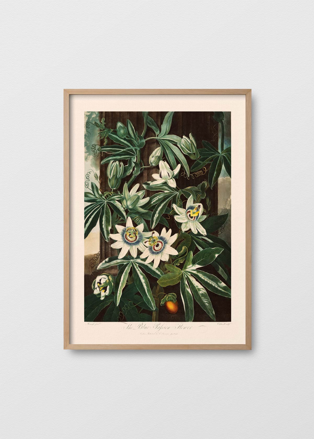 Pasiflora Azul - Testimoniaprints