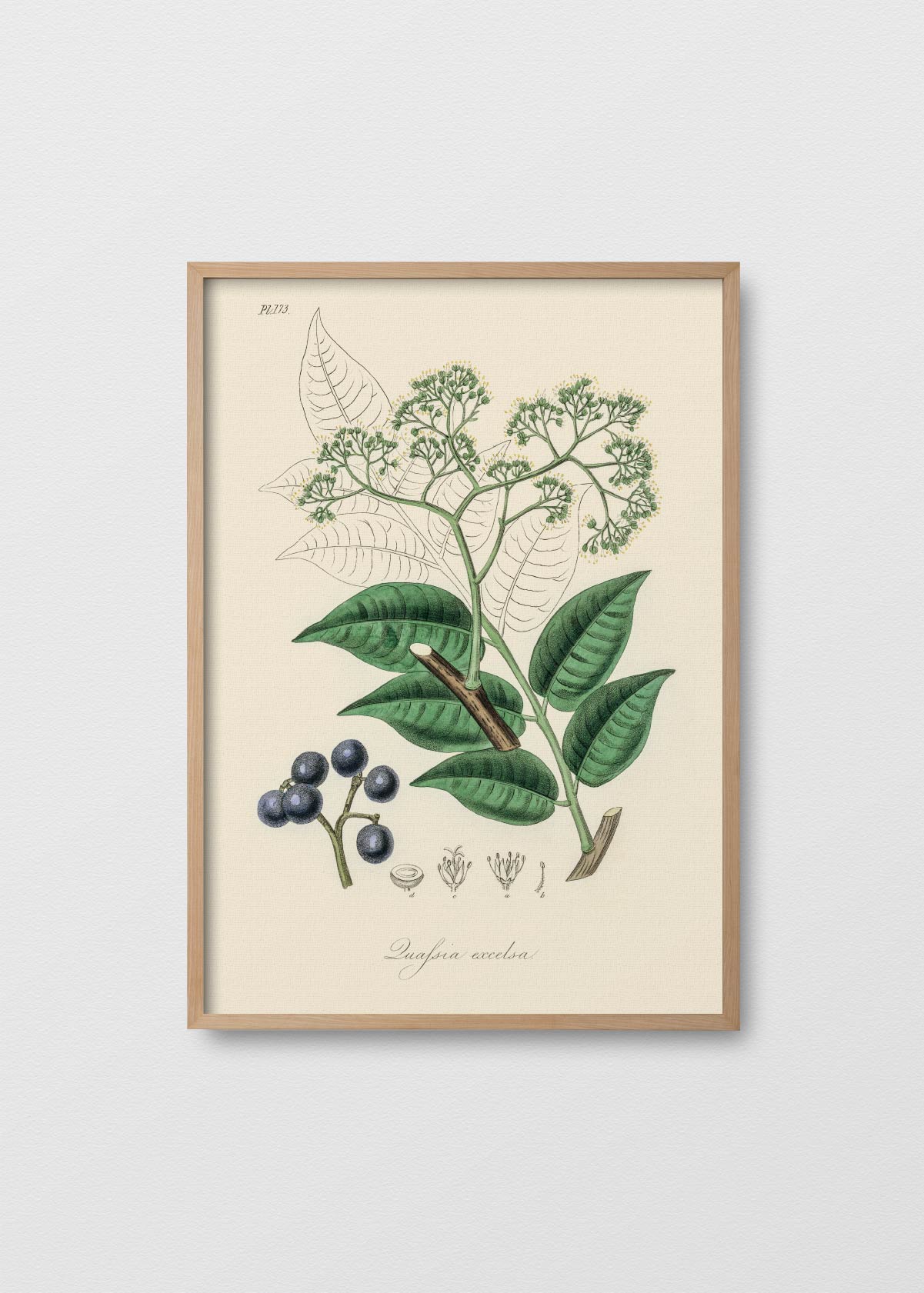 Picrasma excelsa - Testimoniaprints