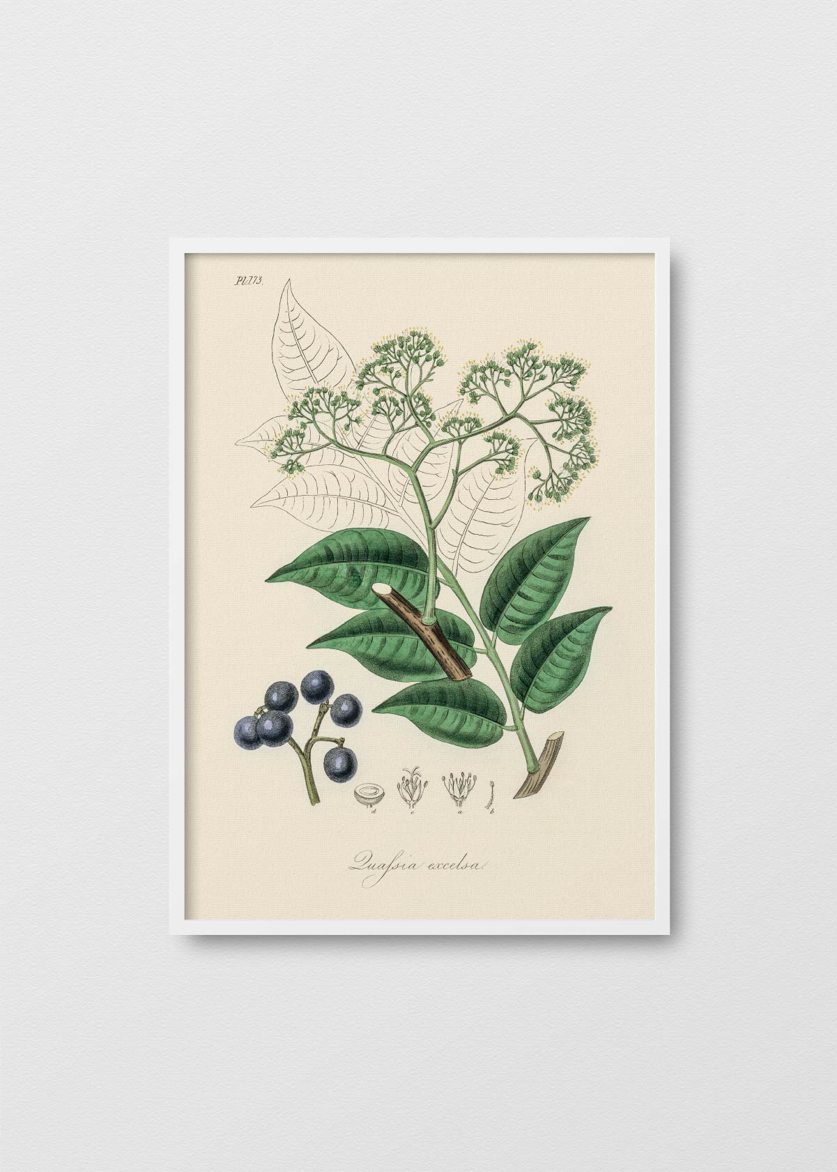 Picrasma excelsa - Testimoniaprints