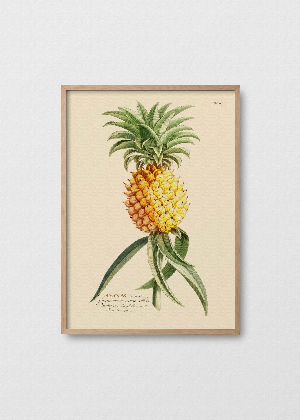 Piña Antique - Testimoniaprints