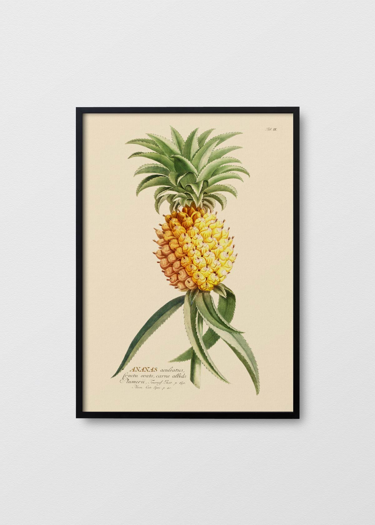 Piña Antique - Testimoniaprints