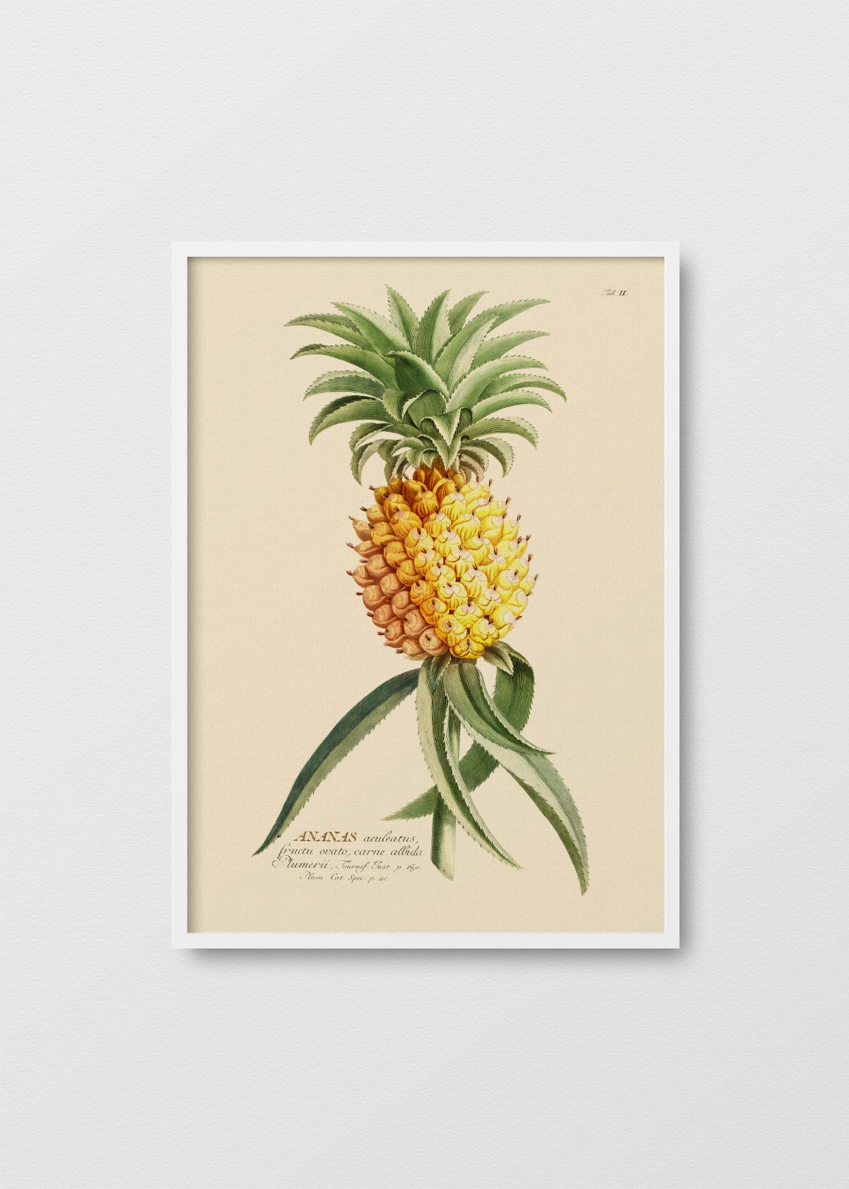 Piña Antique - Testimoniaprints