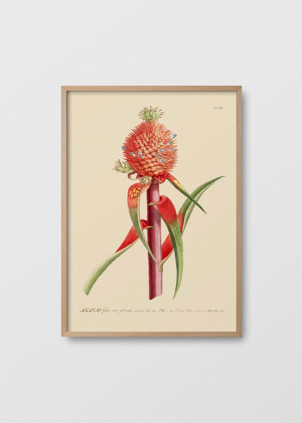 Piña Roja Antique - Testimoniaprints