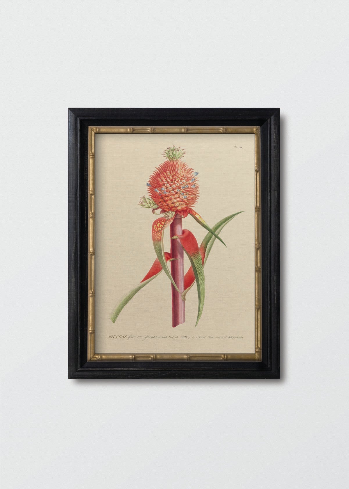 Piña Roja Antique Lino - Testimoniaprints