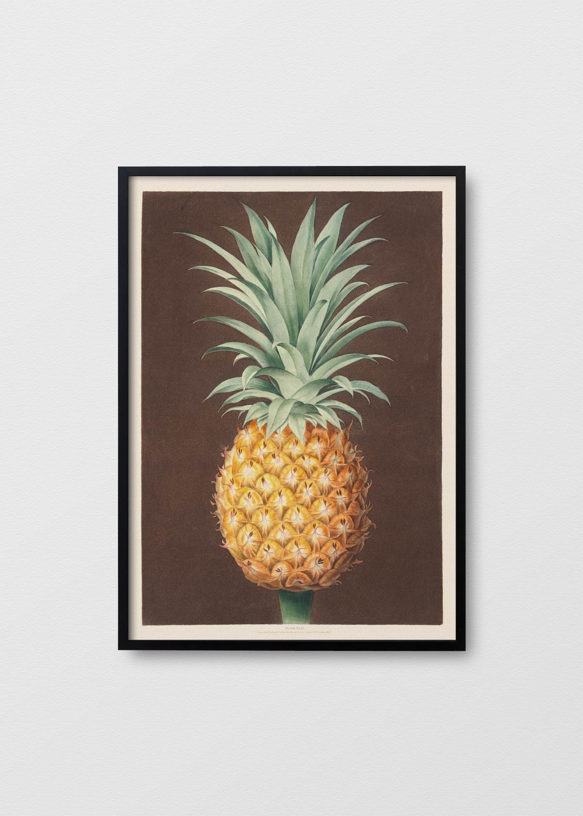 Pineapple N1 - Testimoniaprints