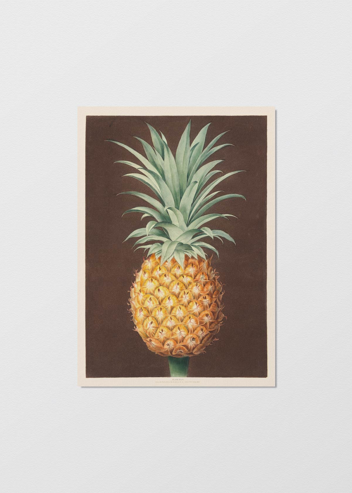 Pineapple N1 - Testimoniaprints
