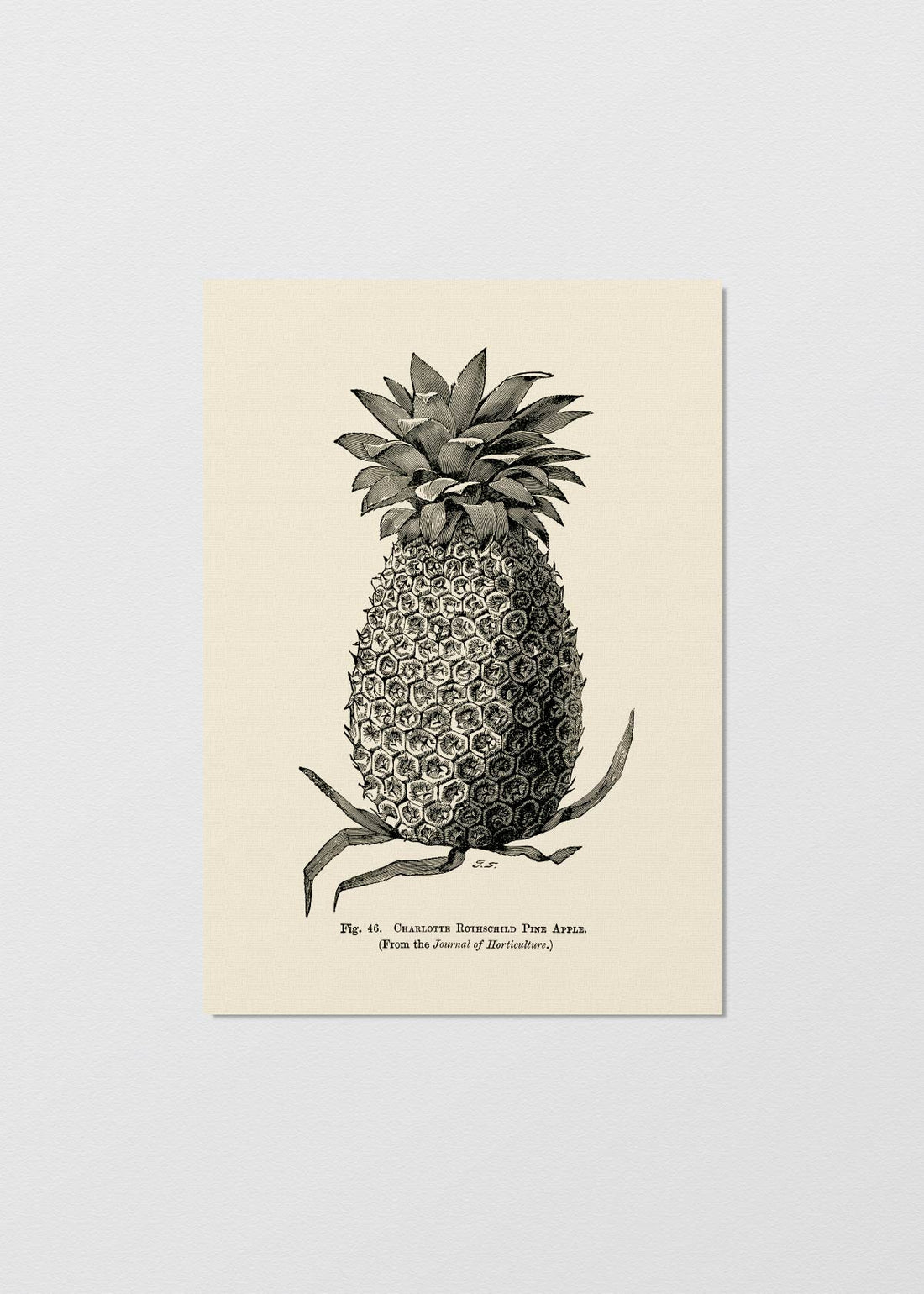 Pineapple N2 - Testimoniaprints
